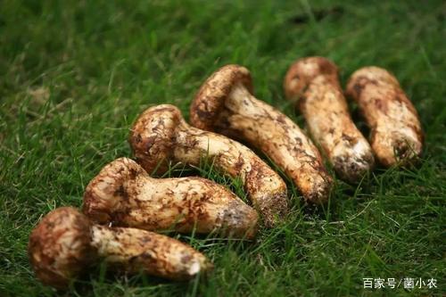 云南十大名貴野生菌排行
